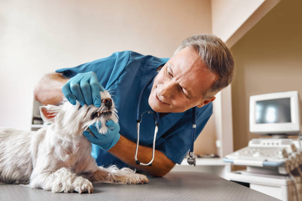 Best Emergency Dental Care for Trauma or Injury in Northeast Ithaca, NY